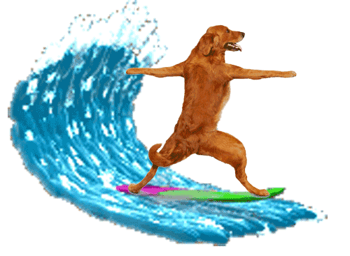a surfing puppy